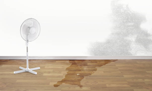Best Basement water damage restoration  in New Vienna, OH